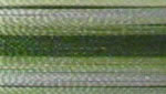 FV19 - Green Meadow Stripe Variegated - More Details